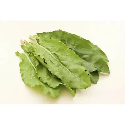 £1.95 • Buy French Sorrel Rumex Acetosa Uk Sourced Natural Seed 1 Gram Sow By 05/2026 King