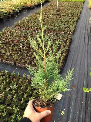 50 Green Leylandii / Leyland Cypress Hedging Apx 40-60cm Tall • £109.95