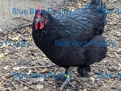 6 Black Show Quality Marans Chicken Hatching Eggs. Purebred. NPIP Certified • $34.20