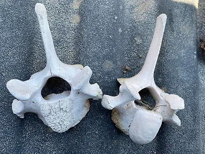 Lot Of 2 Cow Thoracic Vertebrae Spine Bones Oddities Art Funny Face • $13.99