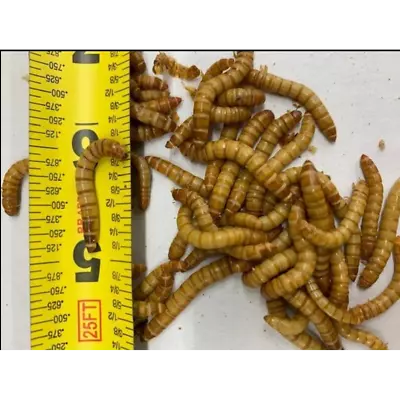 LIVE Giant Mealworms For Reptiles Amphibians Birds Fishing - Gutloaded • $4.99