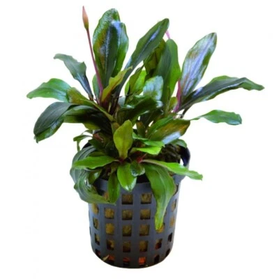 £7.99 • Buy Bucephalandra Theia Green Live Aquarium Aquatic Plants Tropical Fish Tank