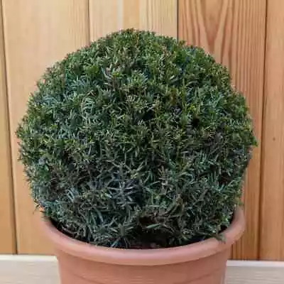English Yew Conifer Ball Taxus Baccata Evergreen Plant 4L Pot 30cm - 35cm Ball • £105.98