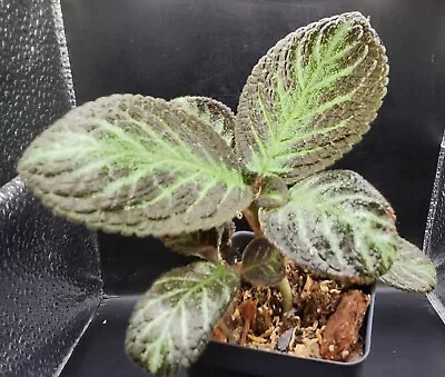 Episcia Cupreata - Terrarium Plant - Indoor Plant - Gorgeous Beautiful Rare • $3.99