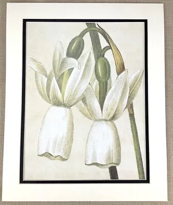£32 • Buy Vintage Botanical Print White Lilies Lily Flowers Petals Pierre Joseph Redoute 