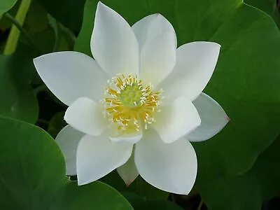 Lotus White Crane Water Lily Flower Bonsay Lotus Ponds Bow 5 Fresh Seeds Uk  • £3.67
