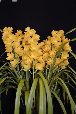 Cymbidium Orchid - Pharaohs Dream Dural • $45