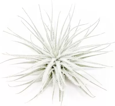 Tectorum Ecuador Air Plant - Multiple Sizes Easy Care Indoor/Outdoor Decor • $14.80