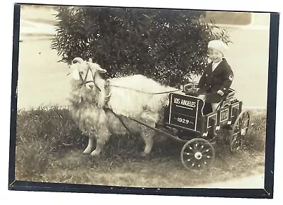 Boy In Goat Cart Los Angeles 1929 Photograph FREE S&H • $5