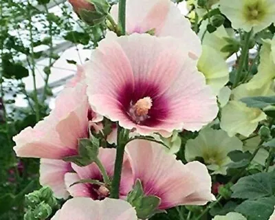 15 Rare Pink White Hollyhock Seeds Perennial Giant Flower Garden Plant • £1.52