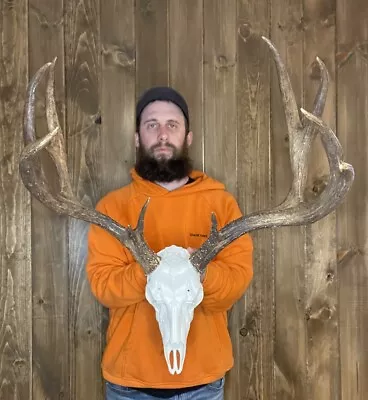 Dark Perfect 6x5 Mule Deer Antler Horn Fake Skull Mount Taxidermy Rack Man Cave • $149.99