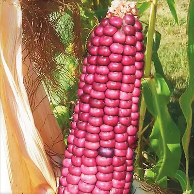 Neon Pink Popcorn Seeds | Barbiecore Mini Pink Pearl Glass Gem Corn Seed 2024 • $3.95