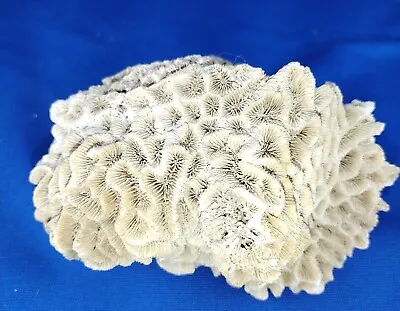 $35 • Buy Genuine White Brain Coral Vtg