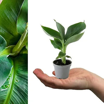 2 X Musa Acuminata Banana Plants - 15-20cm High Inc Pot - Mini Indoor Plants • £12.99