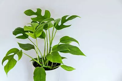 Rhaphidophora Tetrasperma - Mini Monstera - Philodendron  Ginny  - 20 Seeds • $6.98