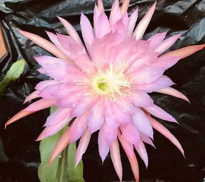 Epiphyllum Pink Plum Orchid Cactus Cutting • $12