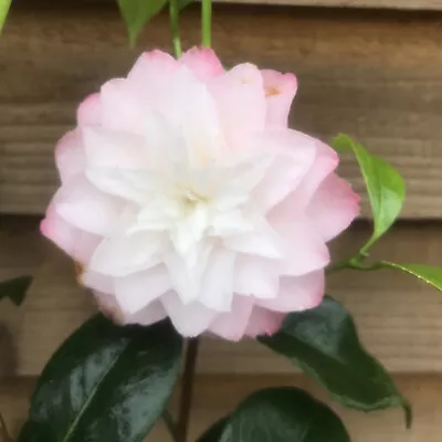 Camellia Nuccio's Pearl 2 Litre Pink-Flushed Double Flowers Evergreen • £16.95