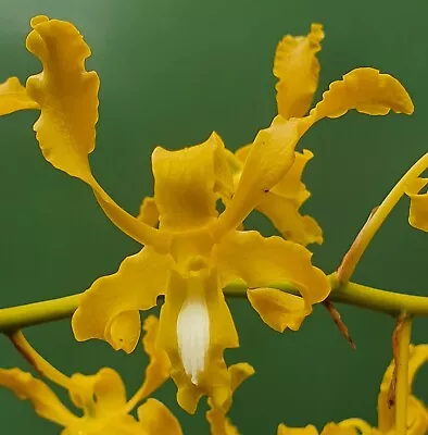 $45 • Buy Native Orchid Species Den. Discolour V. Broomfieldii  Esk Island Yellow   X Self