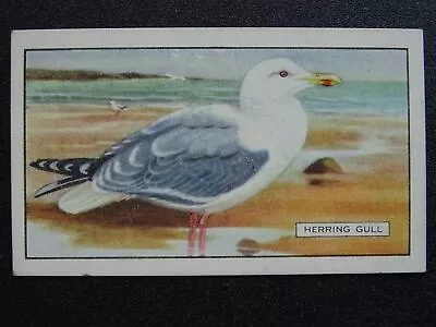 British Birds HERRING GULL No.17 By Gallaher Ltd 1937 • £2.75