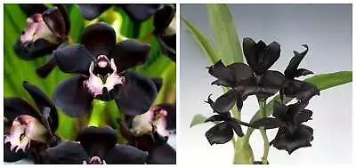 Pack Of Black Flowered Orchids • $50