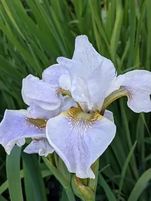 £5.50 • Buy Iris Sibirica - Berliner Ouvertüre - Siberian Iris Border Garden Patio Plant