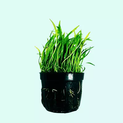 BUY 2 GET 1 FREE Micro Sword NarrowLeaf In 2  Pot Live Aquarium Plants • $8.79