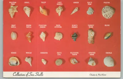 Vintage Postcard Collection Of Sea Shells Pelican Foot Snail Tulip Auger Pectin • $4.99