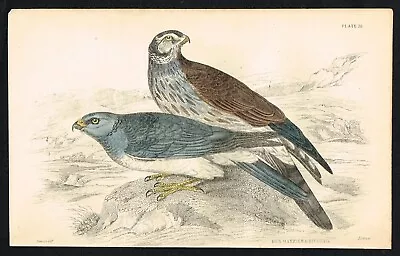 £21.78 • Buy Hen Harrier Male & Female Birds, Hand-Colored Antique Engr. Print - Jardine 1850