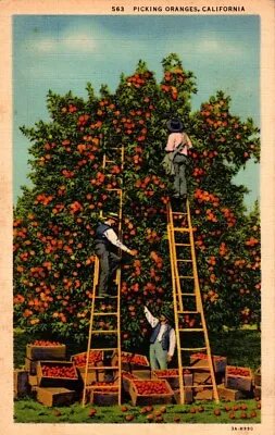 CA-California Picking Oranges Crates Fruit Pickers Ladder C1940 Vintage Postcard • $2.68