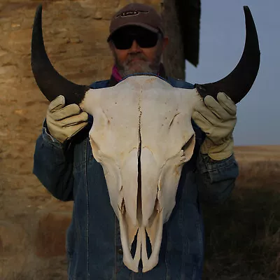  Buffalo Bison Head Skull Horns  • $365.48