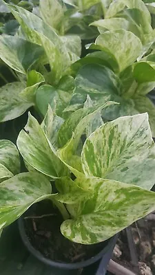 Marble Queen Pothos 4 Leaves In 4  Pots Easy Tropical Indoors/Outdoors Plants • $5