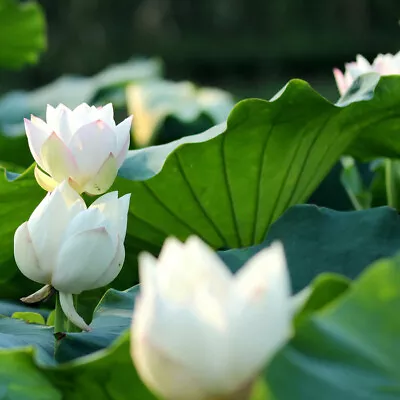 Snow Drop Lotus /Water Lily Flower/Bonsai Lotus/Ponds / Bow/5 Fresh Seeds • £3.95