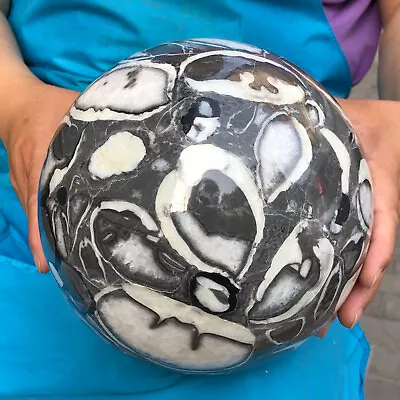 17.99LBNatural Beautiful Shell Energy Magic Ball Reiki Stone Sphere Healing • $0.99