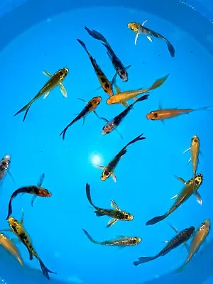 10 Pack 2-3” Mixed Butterfly Koi Direct From The Farm! • $85