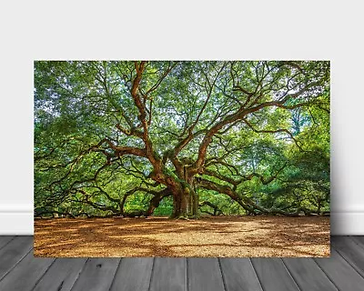 Nature Wall Art (Ready To Hang) Metal Print Of Angel Oak Tree Near Charleston SC • $65