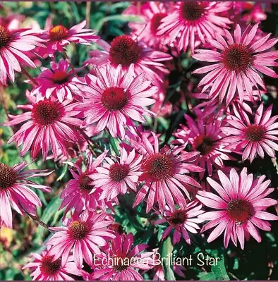 2 Echinacea Brilliant Star Plug Plants • £5.50