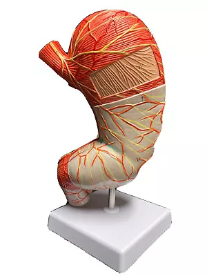 1.5x Size Human Digestive System Model Medical Science Stomach Anatomy • $39.90