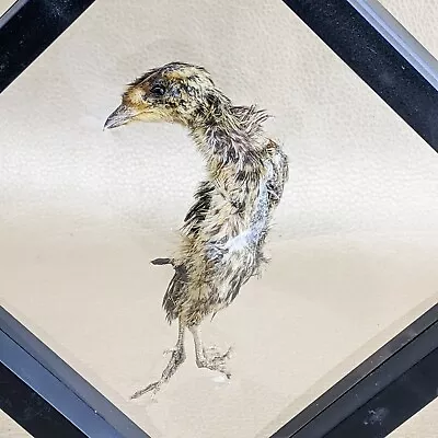 O11L Taxidermy Running Preserved Quail Chick Floating Disply Curiosities Oddity • $17.99