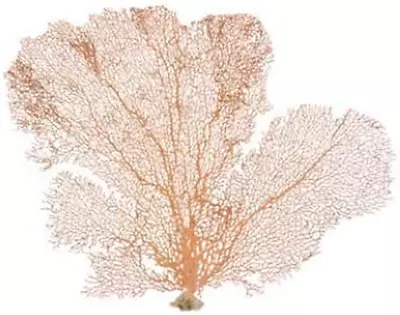 Sea Fan Coral | Orange Coral Sea Fan 7  To 10  | Natural Real Piece Of Coral Sea • $28.78