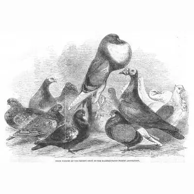 Prize Pigeons At The Halifax Fancy Pigeon Association - Antique Print 1862 • £9.99