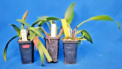 THG Orchid Cattleya Alliance A Mix Of 3 Different Orchids In 68mm Tubes A24. • $25