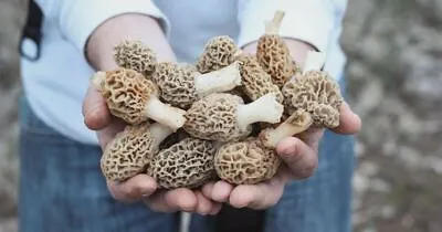 Morel Mushroom Spores In Sawdust Bag Garden Grow Kit Makes 5 Gal FREE SHIPPING • $8.39