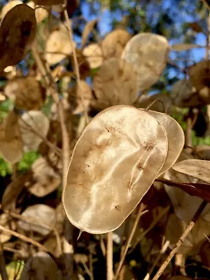 Money Plant Silver Dollar Dried Luneria Moonwort  15 Long Stems W/Seed Included! • $13