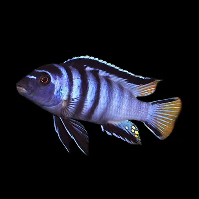 Elongate Mbuna Cichlid | Chindongo Elongatus «Mpanga» | Lake Malawi  Cichlid • £11.39