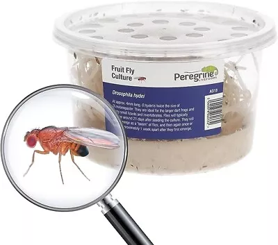 Fruit Fly Large (Flightless) X 1 Culture Amphibians Frogs Chameleons Inverts • £6.99