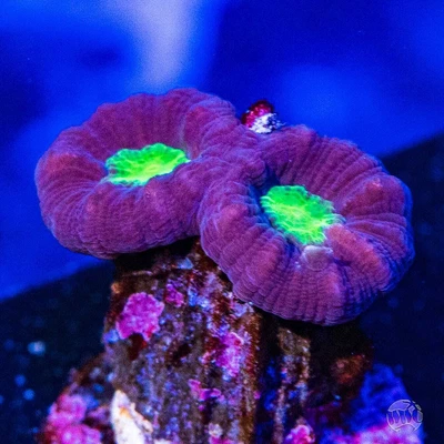 $4.99 • Buy Alien Eye Candy Cane WYSIWYG Live Coral - 12