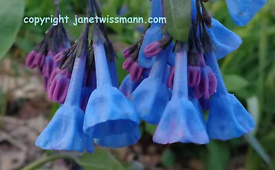 50 SEEDS Virginia Bluebells Mertensia Virginica Native Wildflower *PlsReadBelow • $11.90