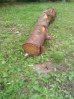 £50 • Buy Large Cherry Tree Trunk Section/Log/Wood - Carving/sculpture Interesting Shape