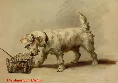 3455 Earl Maud (1864-1943) - 1910 Power Of The Dog - Sealyham Terrier • $39.33