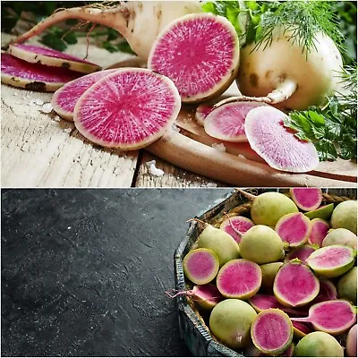 Radish WATERMELON 50 Seeds HEIRLOOM Vegetable Garden ALL SEASON Winter Hardy VEG • $4.99